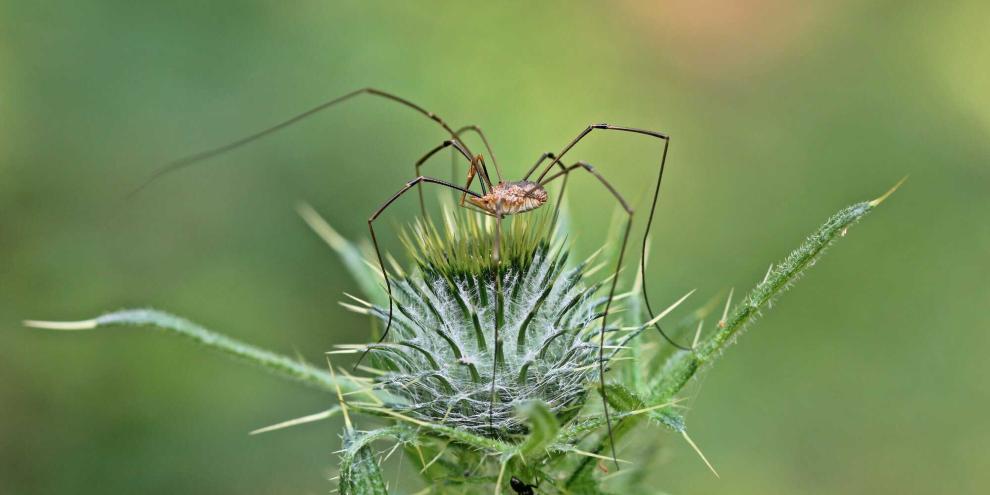 Der Weberknecht lebte schon vor den Dinosauriern.