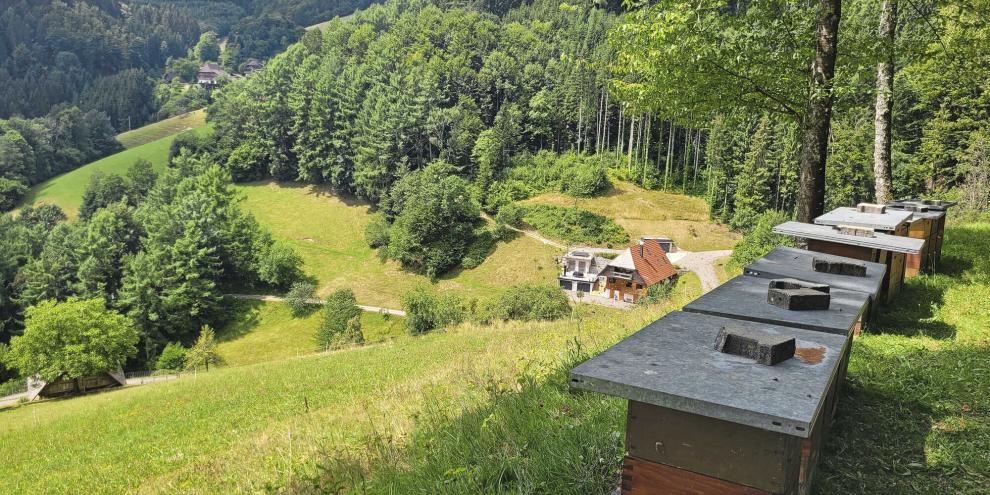 Im Südwesten konnten sich die Imkerinnen und Imker teils über eine späte Tannentracht freuen.Boris Bücheler