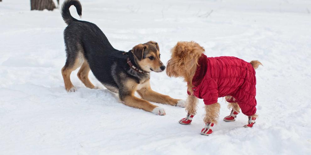 Für Hunde gibt es unzählige Varianten an Kleidung und Ausrüstung für den Winter – doch was ist wirklich sinnvoll?