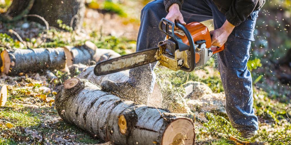 Die SVLFG will Unfälle im Wald durch Prävention verhindern.
