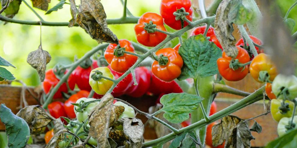 Tomaten brauchen gute Pflege – am besten wählt man noch dazu eine möglichst robuste Sorte. Gerade in wechselhaften Jahren ist dies das A und O.