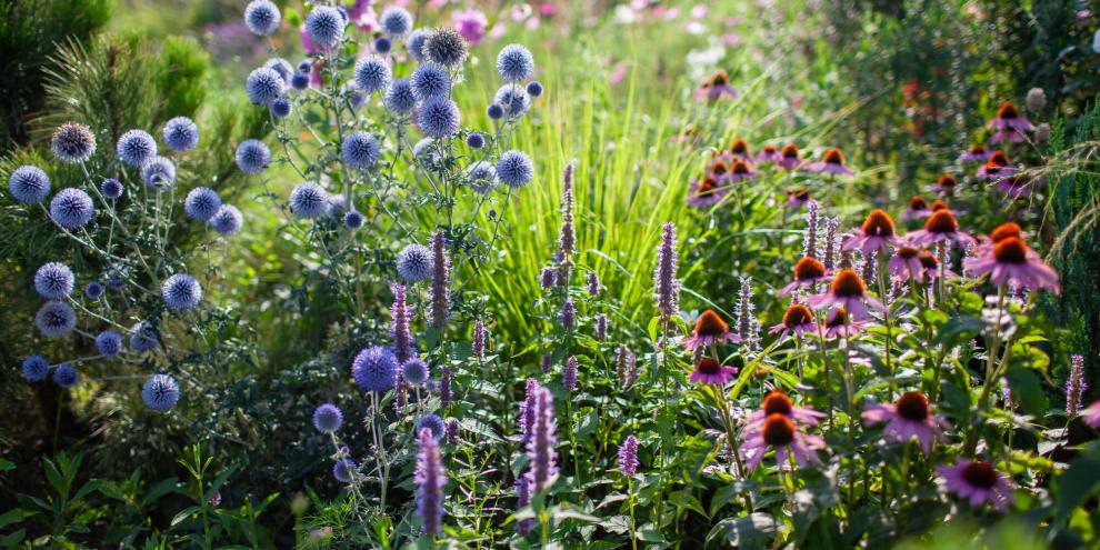 Blütenfarben beeinflussen Stimmung und Raumgefühl im Garten. Ihre geschickte Kombination macht Beete lebendig und ausgewogen..