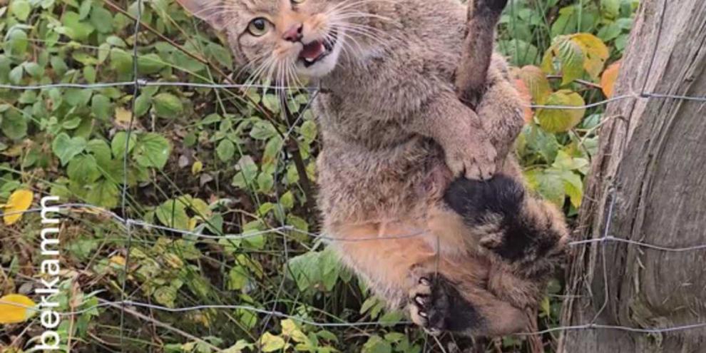 Die von Jäger Jan Haberkamm entdeckte Wildkatze hing in einem Knotenzaun fest und konnte sich nicht selbstständig befreien.
