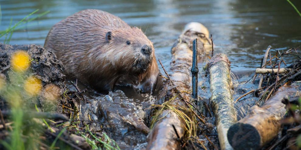 Biberschäden von der Steuer absetzen? Mit der Frage hat sich der Bundesfinanzhof beschäftigt.