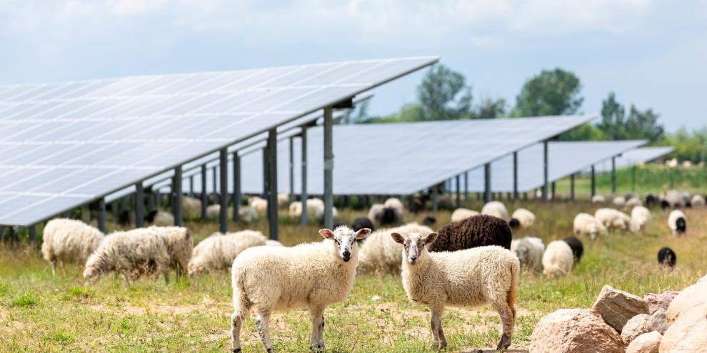Zusätzliches Standbein durch Sonnenenergie: Wie Solarparks helfen, Agrarbetriebe finanziell abzusichern