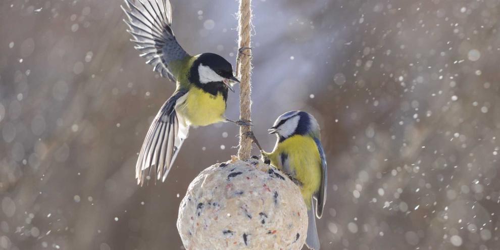 Besonders Fett-Futter-Gemische eignen sich zur Fütterung von vielen verschiedenen Arten.