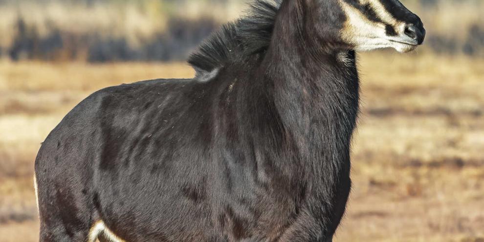 Wunderschön und eigentlich unverwechselbar: die Rappenantilope.