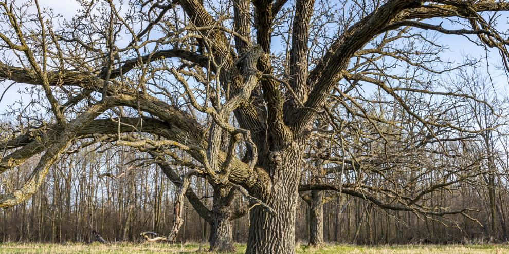 Eine XXL-Baumschule sucht auf der ganzen Welt nach Klimabäumen. Außerdem geht eine amerikanische Eiche von Hamburg - nach Usbekistan (SYMBOLBILD)