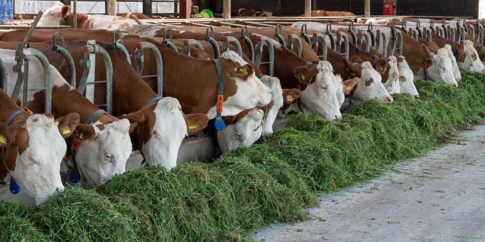 Fleckviehkühe fressen frisch geschnittes Gras im Stall. 