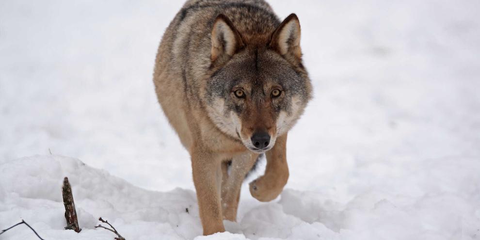 Im rheinland-pfälzischen Liebenscheid sind mehrere Lämmer gerissen worden – mutmaßlich von einem Wolf (Symbolbild).