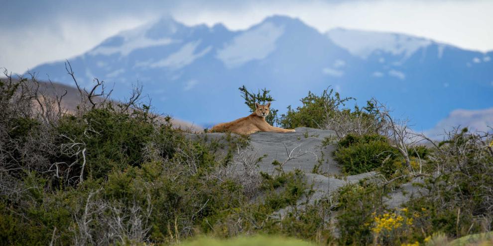 Pumas in Patagonien steigen zunehmend auf Penguine als Beute um.
