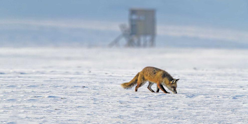 Die sonst vielversprechende Jagd auf Füchse bei Schnee endete für einen steirischen Jäger in einem Unglück.