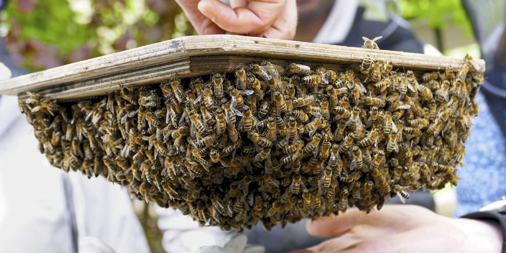 Der Kunstschwarm ist beim Einzug so ruhig, dass die Kinder ihn mit den Händen berühren können.