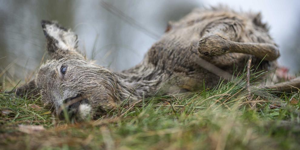 Das krank geschossene Reh musste von einem Jäger erlöst werden.