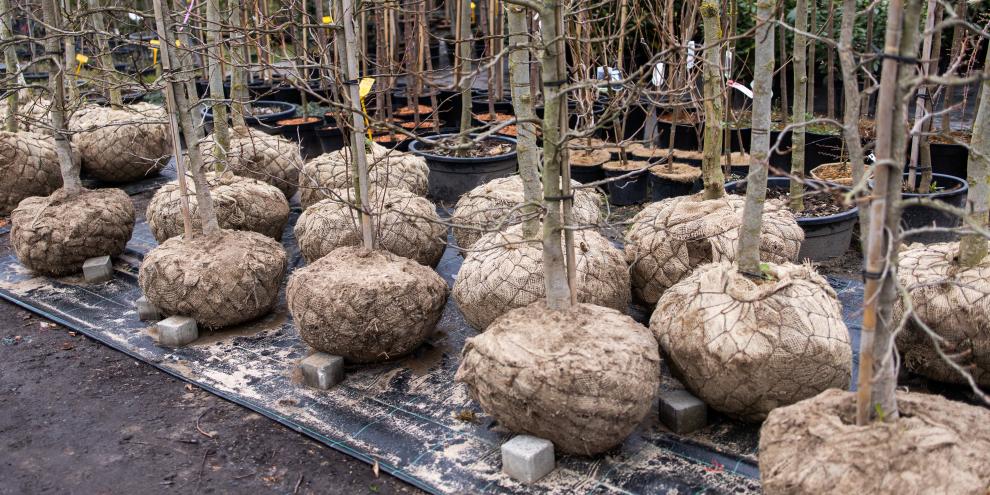  Baumschulen verkaufen große Bäume mit der gesamten Wurzel.