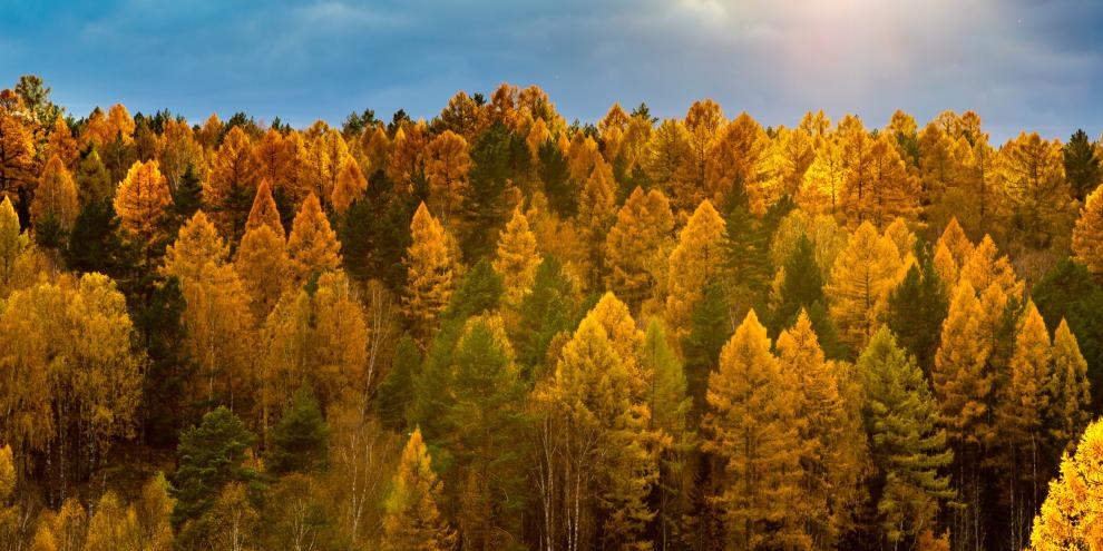 Bevor die Lärchen ihre Nadeln verlieren, leuchten sie im Herbst goldgelb auf.