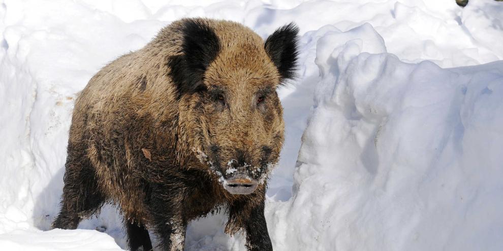 Ein pensionierter Zimmermann starb nach einem Angriff durch ein Wildschwein (Symbolbild).