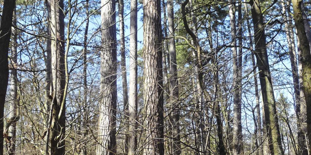 Die Korsischen Schwarzkiefern bei Lehre im Landkreis Helmstedt sind stolze 138 Jahre alt. Sie bergen einen großen Holzvorrat und sind reich an starken Stämmen.