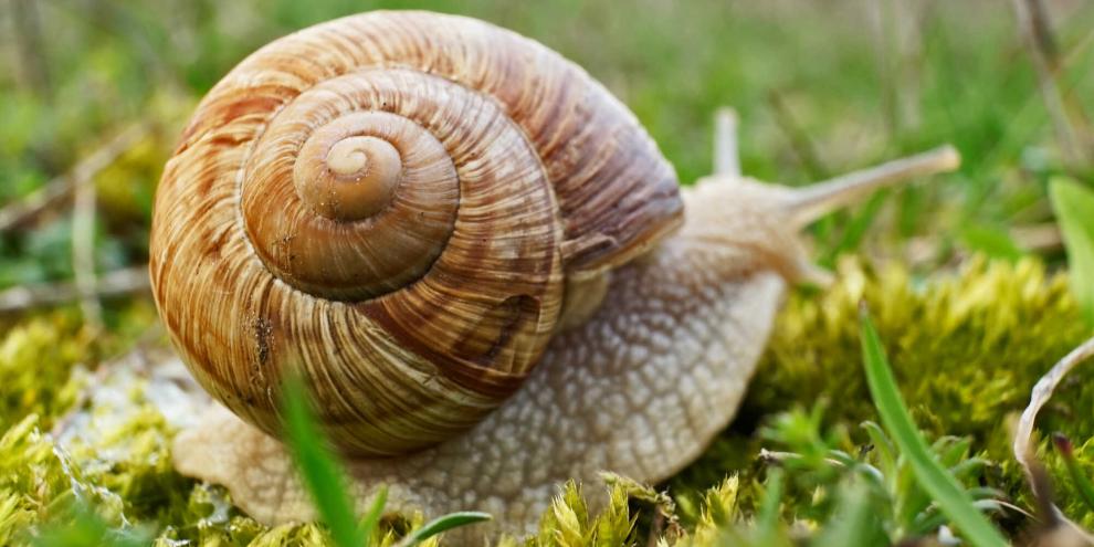 Die Weinbergschnecke ist eine der größten Landschnecken Europas.