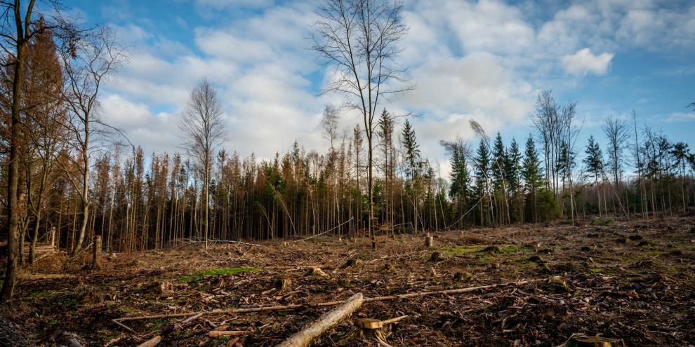 Hitze, Dürre und Schadorganismen haben zu enormen Schadholzmengen geführt – bisher ging man davon aus, dass Schadflächen wie diese zur Kohlenstoffquelle geworden sind. Jetzt gibt es neue Erkenntnisse, die zeigen, dass der Waldboden den Verlust der Bäume als Kohlenstoffsenke ausgeglichen hat.