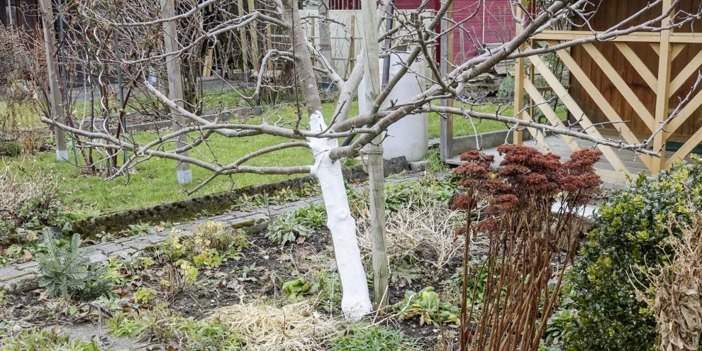 Farbe, Textur und Inhalt der Paste schützen den Baum.