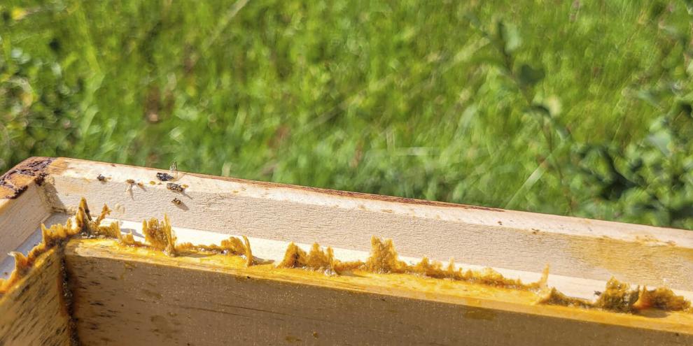Bei Wachsbrücken und Propolis an den Zargen reicht es meist, sie mit dem Stockmeisel abzukratzen.