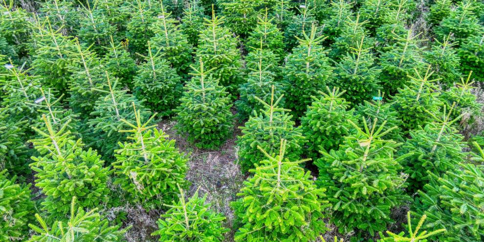 Weihnachtsbäume-AdobeStock_1012052428