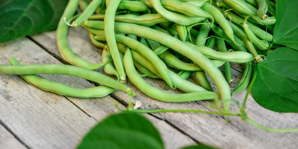 Hinter grüner Hülle verborgen: Die Bohne wird zur Giftpflanze des Jahres 2026.