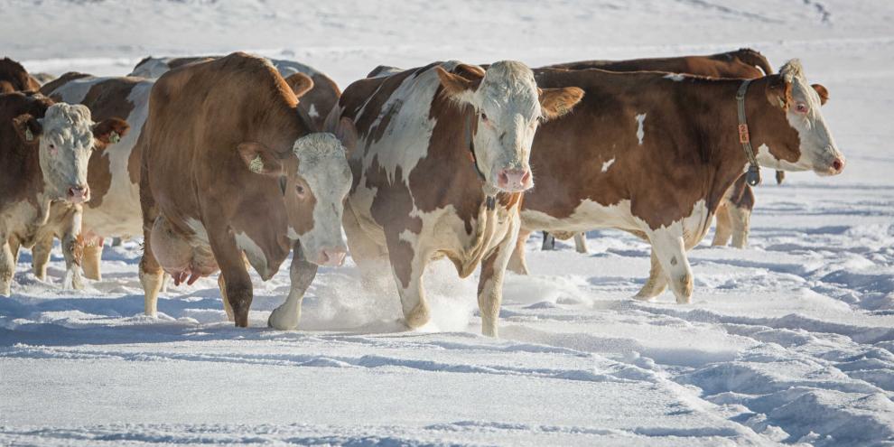Ein Ausflug in den frischen Schnee ist für Kühe nicht nur ein riesen Vergnügen, das weiße Nass ist auch das perfekte und darpber hinaus kostenlose Klauenbad.Foto: Ariane Haubner