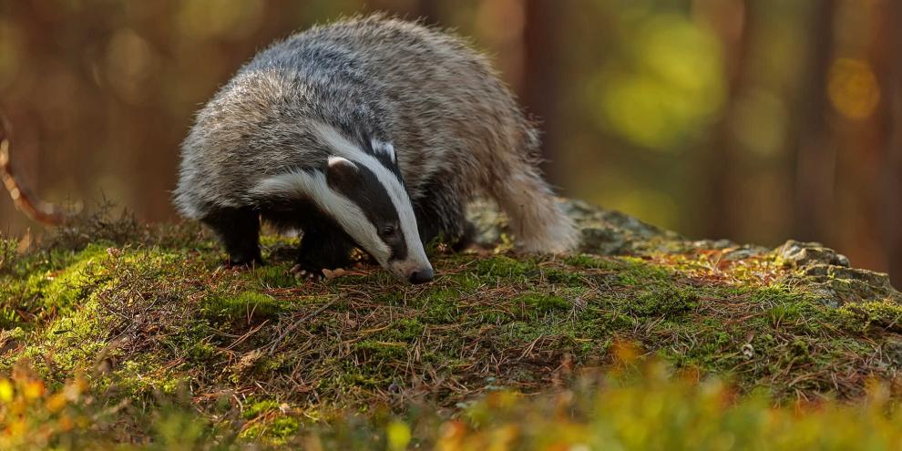 Bei einer neuen Studie aus England kam bemerkenswertes zum Dachs hervor.