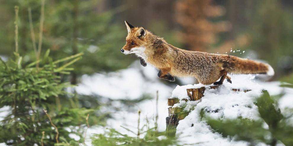 Fuchs-springt-Winter-Wald