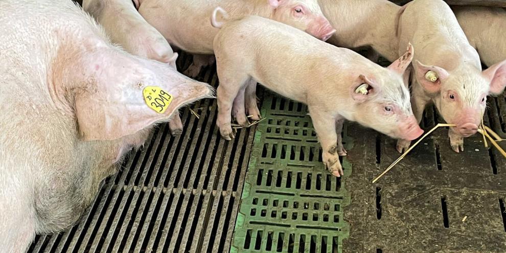 Die Interaktion mit ihren Ferkeln fällt einer Sau in der Bewegungsbucht leichter, aber es gibt auch Nachteile.