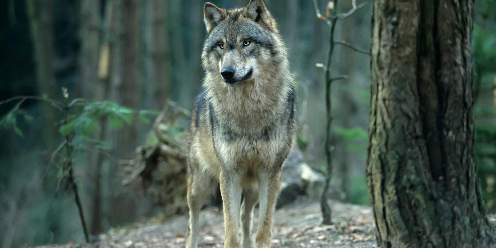 In Mecklenburg-Vorpommern nimmt das Kompetenzzentrum Wolf seine Arbeit auf.