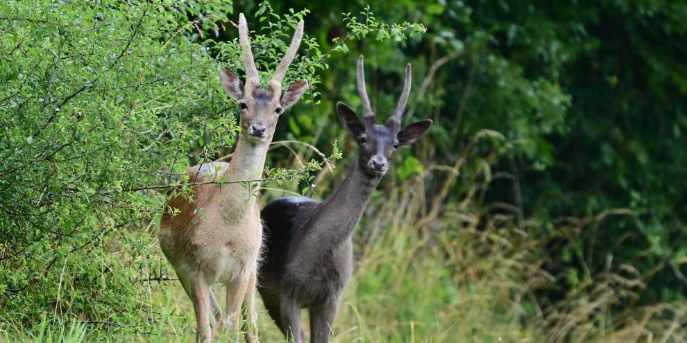 Feisthirsche finden sich schnell in der Wildruhezone ein.