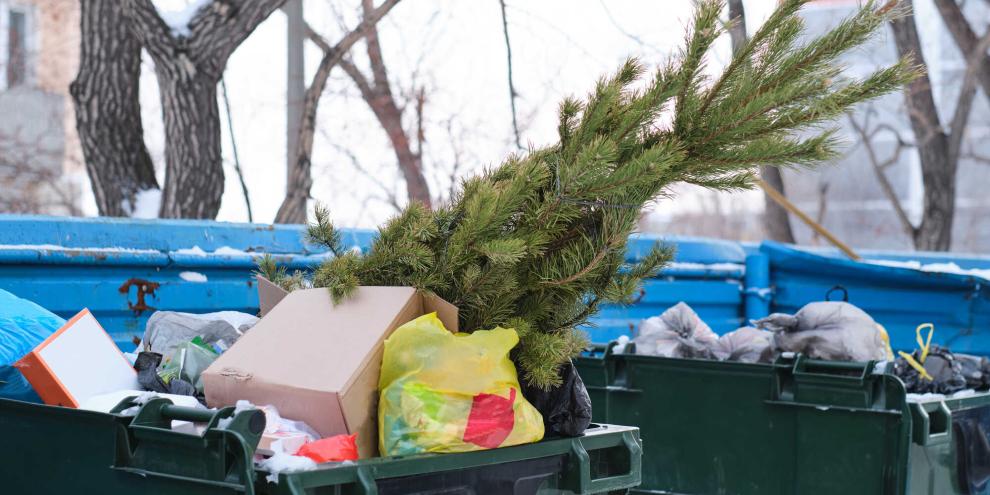 Weihnachtsbaum im Müllcontainer entsorgt: Es gibt bessere Wege, den Baum am Ende der Weihnachtstage zu nutzen.