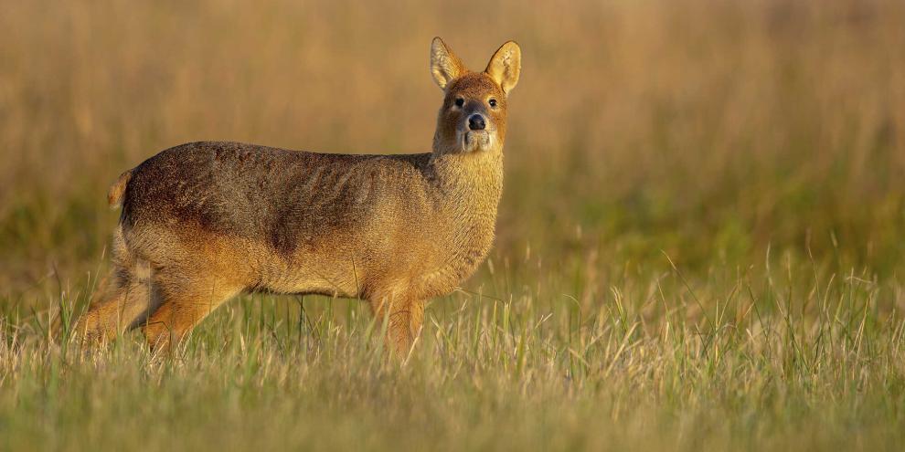 Chinesiches-Wasserreh