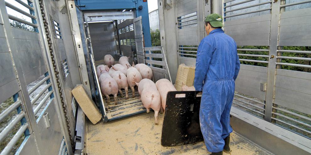 Ein ruhiger Umgang beim Verladen zahlt sich aus. Zudem sollten nicht zu viele Tiere auf einmal getrieben werden.