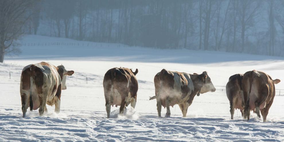 Rinder mögen kühle Temperaturen und können ganzjährig draußen gehalten werden. Auch Milchkühe genießen im Winter einen Ausflug ins Freie.