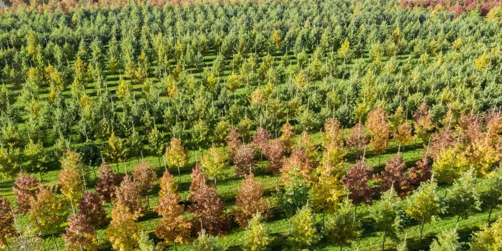 Europa wird nicht nur durch emissionsfreie Autos klimaneutral. Entscheidend hierfür ist vor allem genügend gesundes Grün, so der BdB.