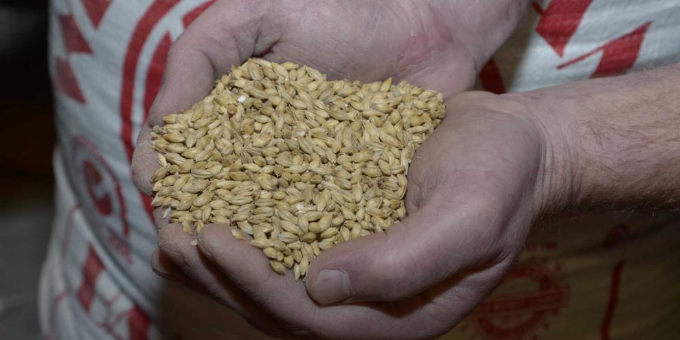 Aus Braugerste wird Malz, um Bier zu brauen.