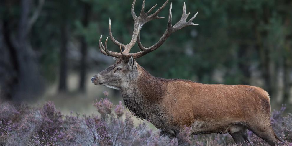 Im Erzgebirge regt sich Unmut am Umgang mit dem Rotwild.