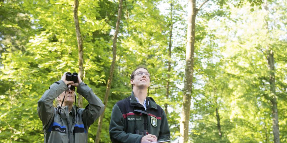 Datenerhebung für den Waldzustandsbericht: Rund 17.000 Bäume werden dazu jährlich in Bayern begutachtet.