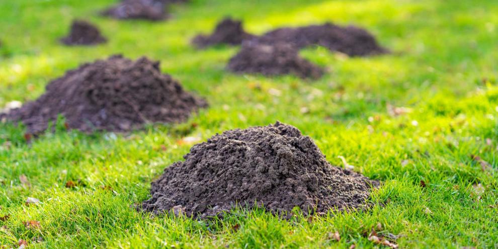 Vor allem im Winter und zum Frühjahr hin werfen Maulwürfe fleißig Haufen auf – ob auf der Wiese oder im Gemüsegarten.