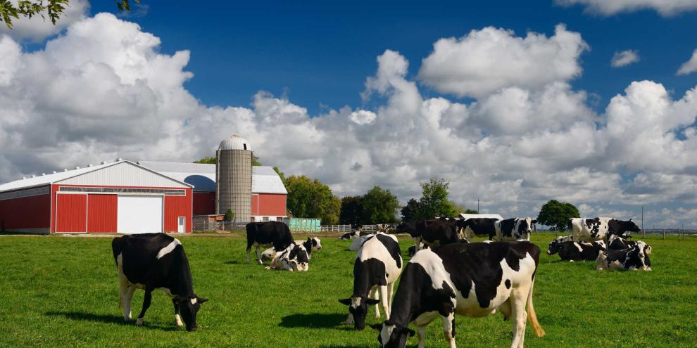 Milchkühe-Miklchkuhstall-AdobeStock_316312938