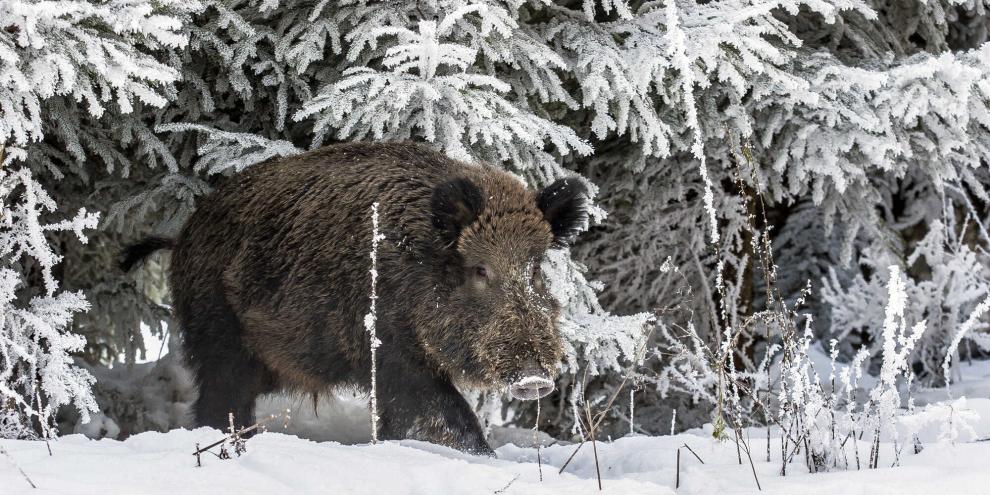 Ein neuer Fund in NRW hat Auswirkungen auf Hessens Kampf gegen die ASP Sperrzonen müssen wohl erweitert werden (Symbolbild).