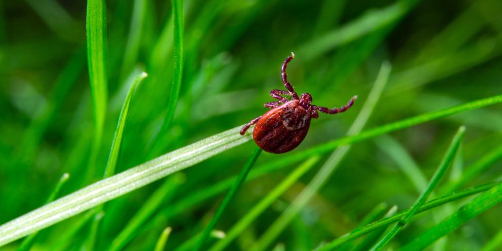 Besonders im hohen Gras lauern Zecken.