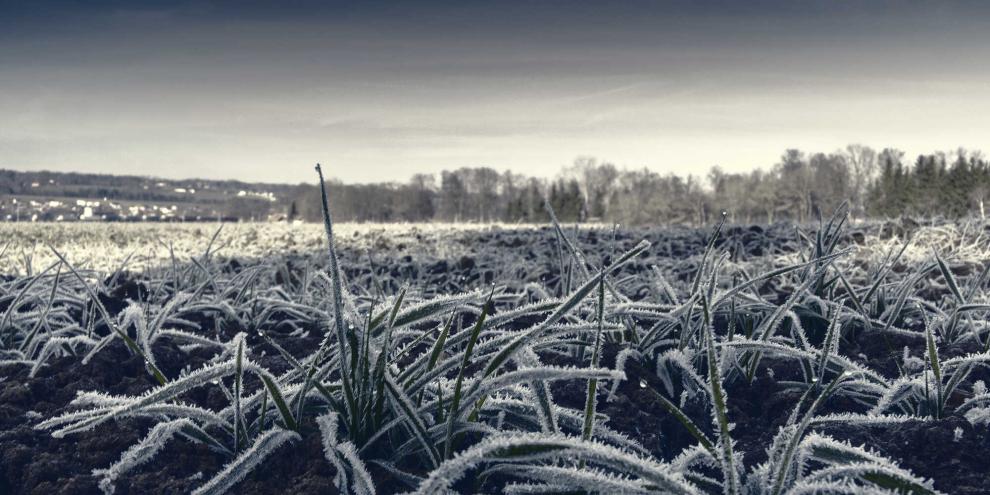 Die Landwirte in den verschiedenen Regionen Deutschlands sind unterschiedlich stark von Auswinterungs- und Frostschäden betroffen.