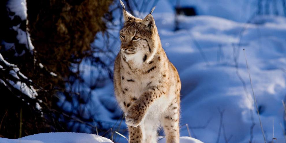 Kommt es zu einer Lizenzjagd auf den Luchs?