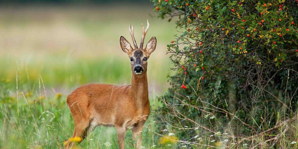 Wildrosen dienen dem Rehwild nicht nur als Deckung, sondern auch als Äsung.