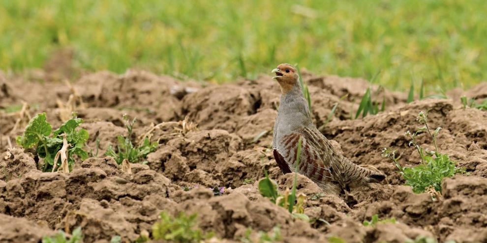 Grenzlinien trennen Rebhuhnreviere voneinander ab und bieten so die Möglichkeit für eine höhere Dichte.